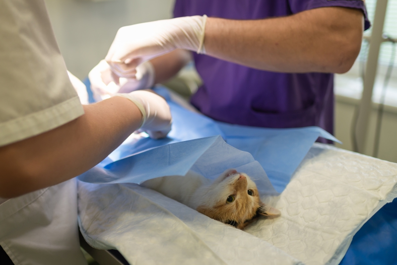 veterinaire-LA ROQUEBRUSSANNE-min_health-4385852