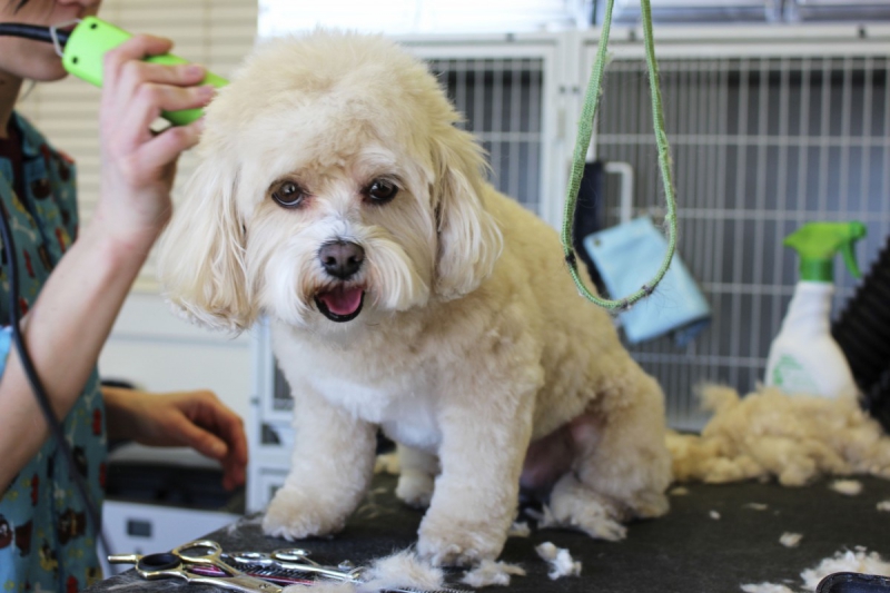 veterinaire-LA ROQUEBRUSSANNE-min_white_dog_grooming_pet_pet_grooming_salon_groomer_fur-678977